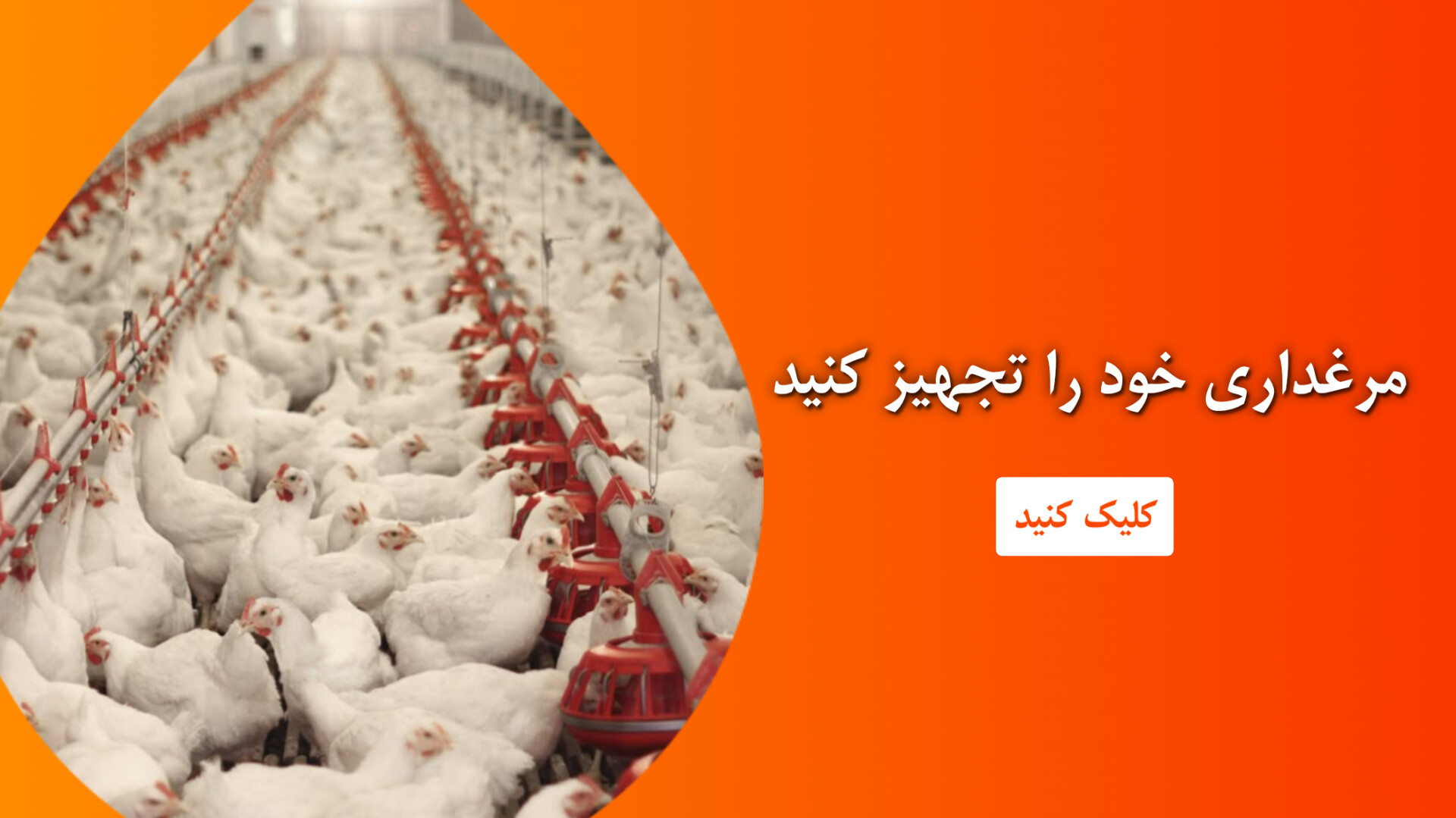 تجهیزات مرغداری تجهیزات مرغداری