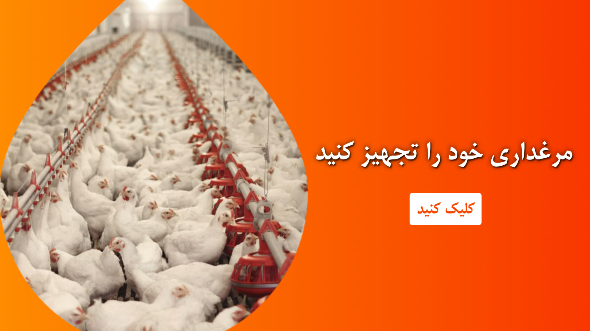 تجهیزات مرغداری تجهیزات مرغداری