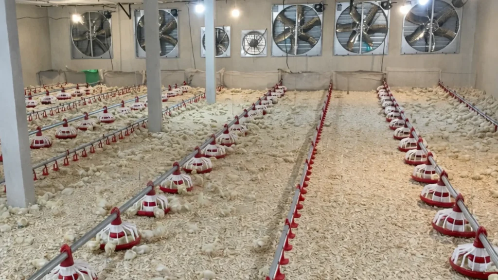 سیستم دانخوری مرغداری اتوماتیک