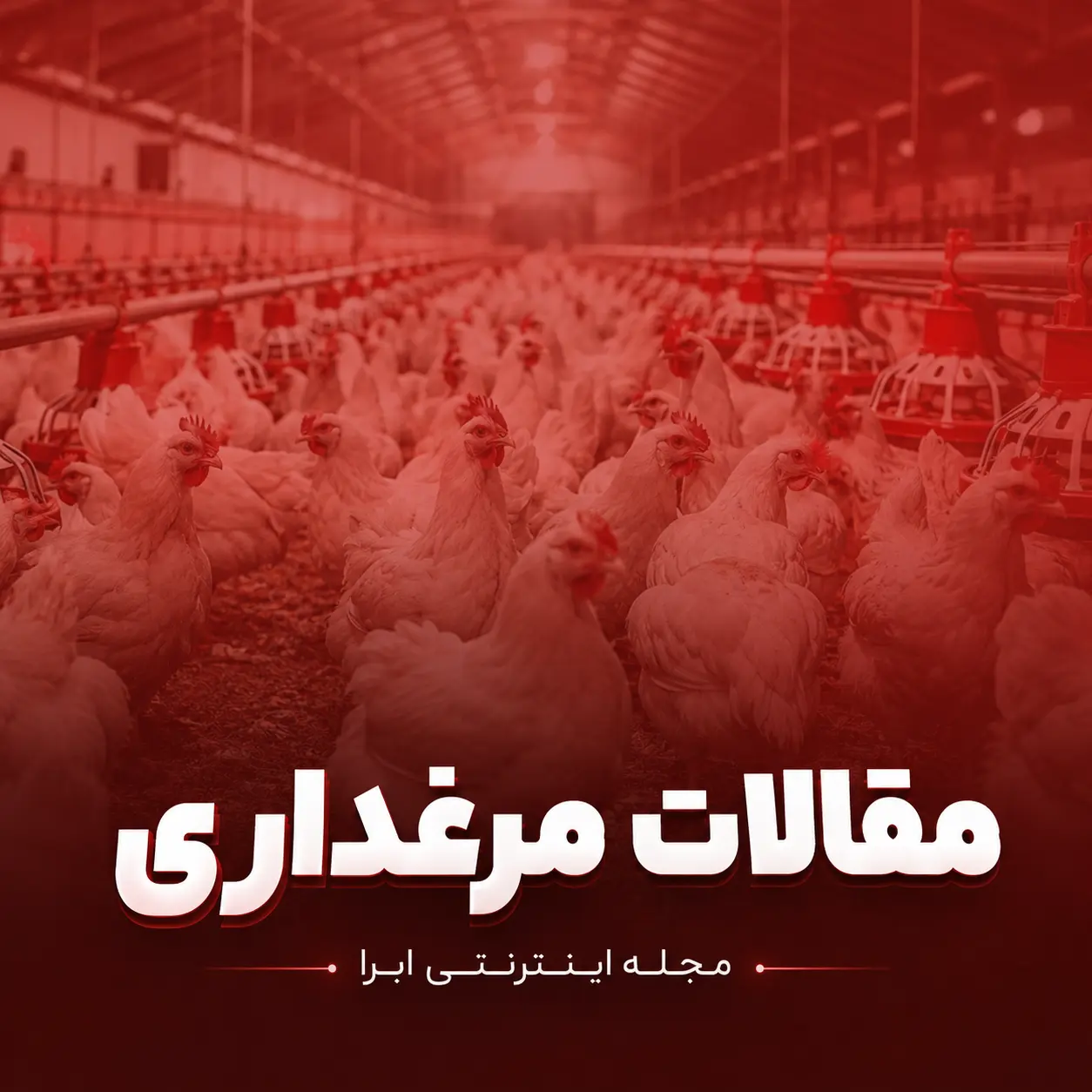 مقالات مرغداری